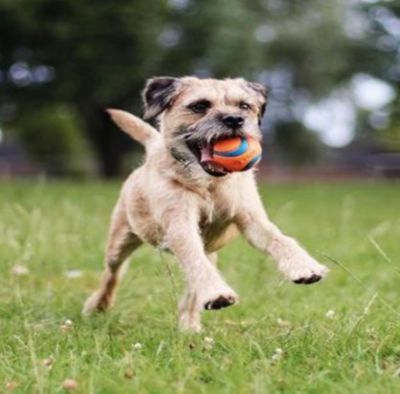 Image showing 6 th Chuckit! Medium Ultra Ball Dog Toy