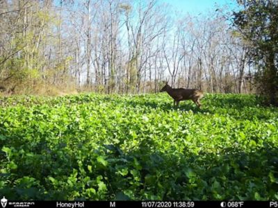 Image showing  Honey Hole Deer Food Plot Mix, 3 lb., Covers 1/2 Acre