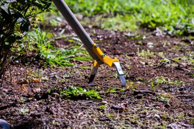 Image showing  54 in. Hardwood Handle Action/Hula Hoe