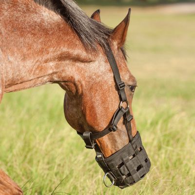 mini horse grazing muzzle