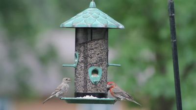 Image showing  2.79 lb. 4-Port Acorn Screen Bird Feeder
