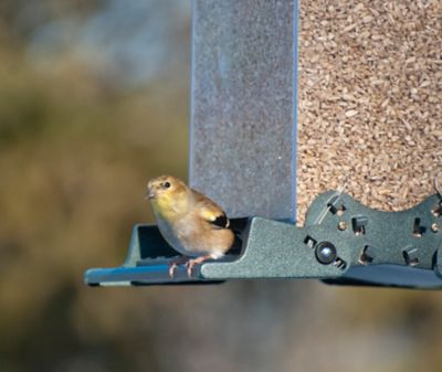 Image showing  9 lb. Vista Squirrel-Resistant Bird Feeder