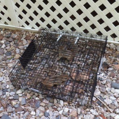 Image showing  2-Door Chipmunkinator Chipmunk Trap