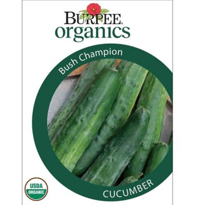 Burpee Org Cucumber Bush Champion