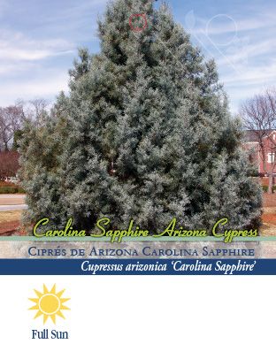 Pirtle Nursery 2.93 gal. Carolina Sapphire Arizona Cypress Tree, #3