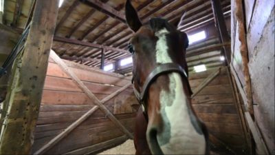 Image showing  Barn Odor Absorbent and Deodorizer, 25 lb.