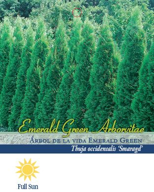 Pirtle Nursery 2.93 gal. Emerald Green Arborvitae Plant, #3