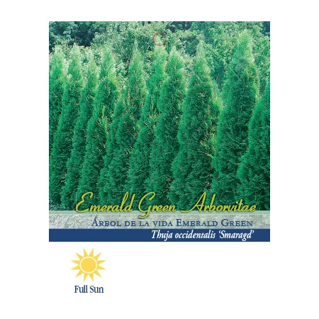 Pirtle Nursery 2.93 gal Emerald Green Arborvitae Plant #3 Trees