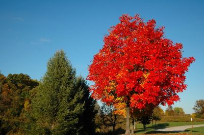 Pirtle Nursery 3.74 gal. Autumn Flame Maple #5 Tree