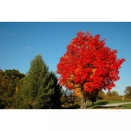 Pirtle Nursery 3.74 gal Autumn Flame Maple #5 Trees