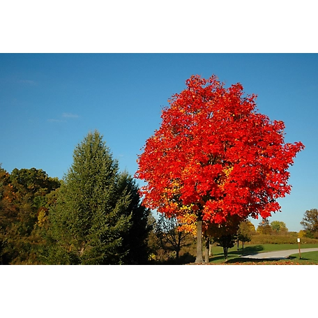Pirtle Nursery 3.74 gal. Autumn Flame Maple #5 Tree at Tractor