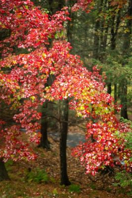 Image showing  3.74 gal. Autumn Flame Maple #5 Tree