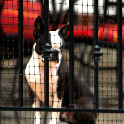 Image showing  15 ft. x 36 in. Deck Shield Outdoor Safety Pet Netting, Black