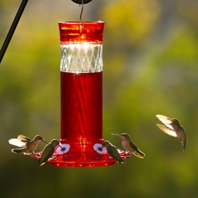 Hummingbirds Red Flower Hibiscus Ankle Socks For Women & Men Fitness Travel Flight Socks