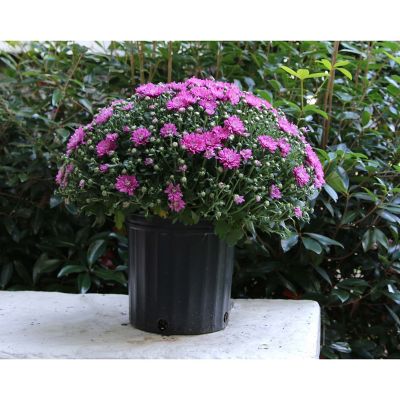 Rockwell Farms 1.7 gal. Garden Mum Plant