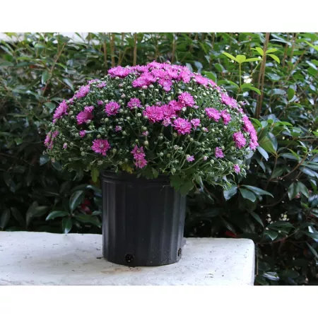 Rockwell Truss 1.7 gal Garden mum plant Annuals