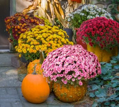 Pope's Plant Farm Fall Garden Mum Plant, 8 in.