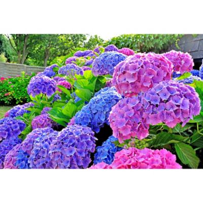 DeGroot Blue All Summer Beauty Hydrangea Shrub Plant