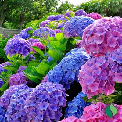 Image showing  Hydrangea Merritt's Supreme