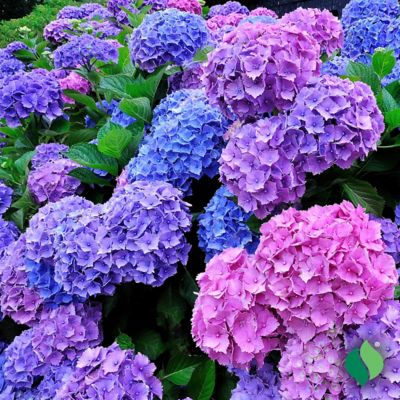 Image showing  Hydrangea Merritt's Supreme