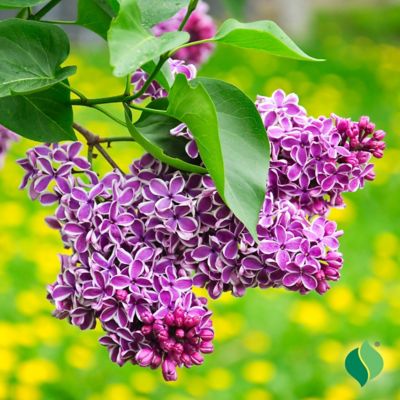 Image showing  Lilac Sensation