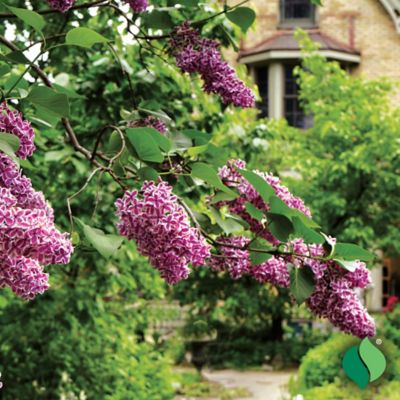 Image showing  Lilac Sensation