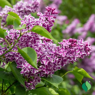 Image showing  Lilac Sensation