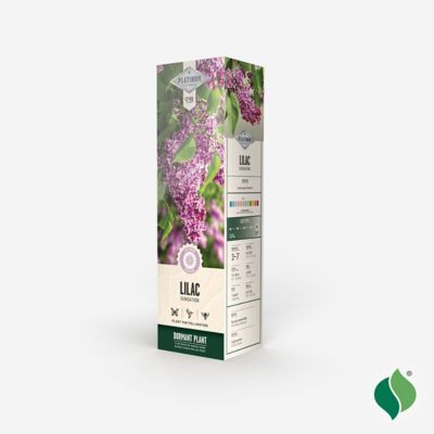 Image showing  Lilac Sensation