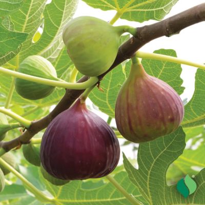 Image showing  Fig Chicago Hardy