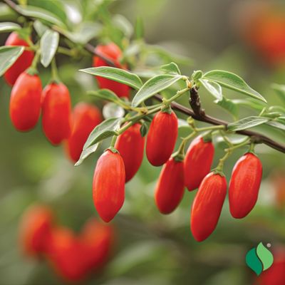 Image showing  Goji Berry