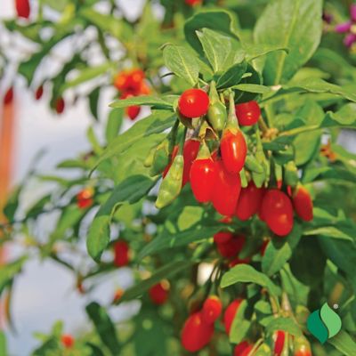 Image showing  Goji Berry