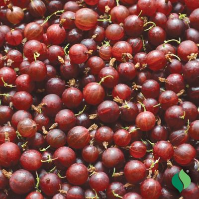 Image showing  Jostaberry