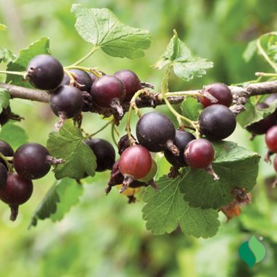 Image showing  Jostaberry