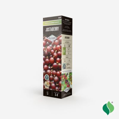 Image showing  Jostaberry