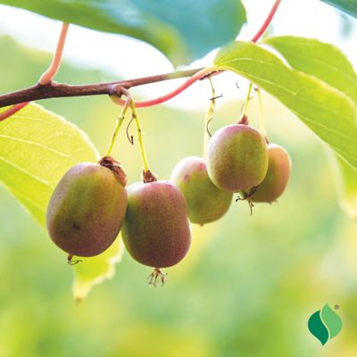 Image showing  Red/Violet Kiwi Prolific Plant