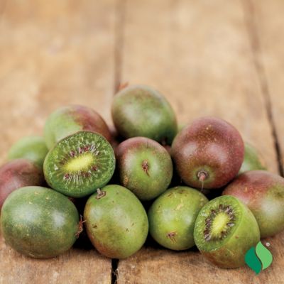 Image showing  Red/Violet Kiwi Prolific Plant