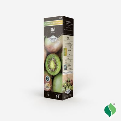 Image showing  Red/Violet Kiwi Prolific Plant