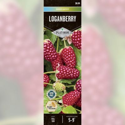 Image showing  Loganberry