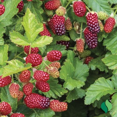 Image showing  Loganberry