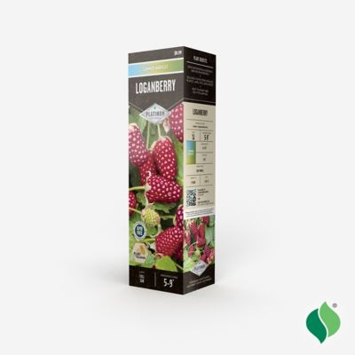 Image showing  Loganberry