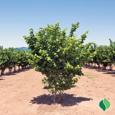 Image showing  Nut Tree American Hazelnut