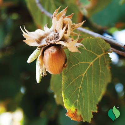 Image showing  Nut Tree American Hazelnut