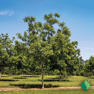 Image showing  Nut Tree Hardy Pecan