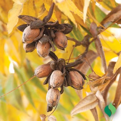 Image showing  Nut Tree Hardy Pecan