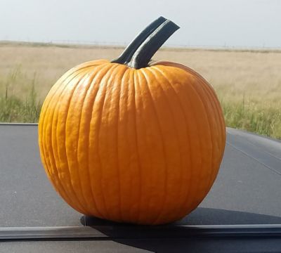 Lusk Onion Co. Jack-O-Lantern Pumpkin