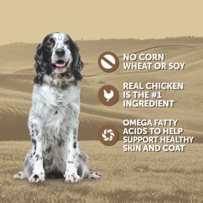 Image showing  Adult Chicken and Rice Recipe Wet Dog Food, 13.2 oz