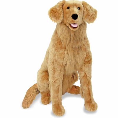 golden retriever teddy