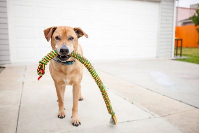 Image showing  Pet Medium 34 in. Snakebiter Dog Toy