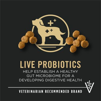 Image showing  Focus Small Breed Puppy Chicken and Rice Recipe Dry Dog Food