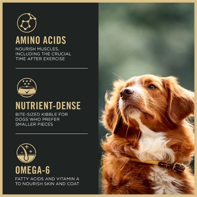 Image showing  All Life Stages Small Bites 27/17 Active Lamb and Rice Formula Dry Dog Food